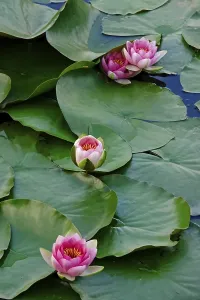 Water lily pond in late summer