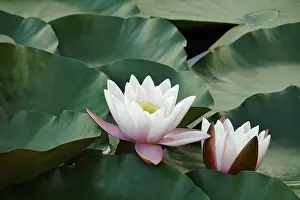 Water lily pond in late summer