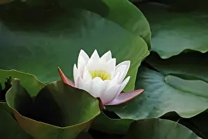 Water lily pond in late summer