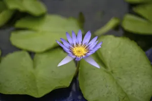 Water lily in a pond at Wat Pho