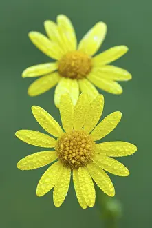 Water or Marsh Ragwort (Senecio aquaticus)
