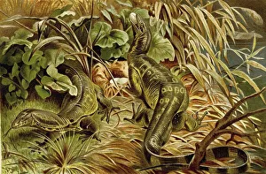 Water monitor (Varanus salvator)