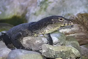 Water monitor (Varanus salvator)