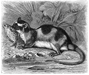 Water opossum (Chironectes minimus)