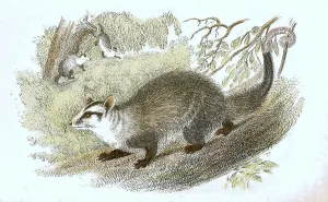 Water opossum (Chironectes minimus) or yapok