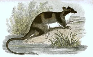 Water opossum (Chironectes minimus) or yapok