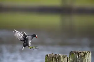 Water Rail (Gallinula chloropus) jumps from one jetty post to another