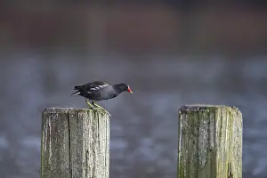 Water Rail (Gallinula chloropus) jumps from one jetty post to another
