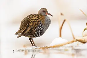 Water Rail (Rallus aquaticus) adult