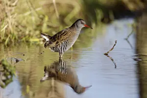 Water Rail (Rallus aquaticus) adult