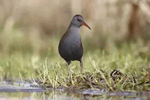 Water Rail (Rallus aquaticus) adult