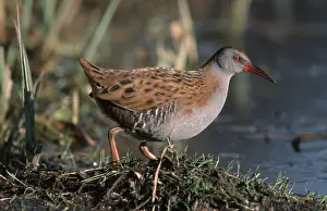 Water Rail (Rallus aquaticus), Belgium