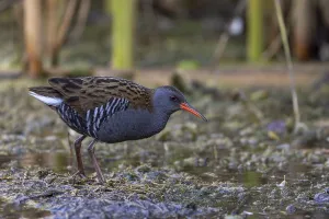 Category Historic EN Prints: Water rail (Rallus aquaticus), Danube Delta