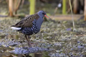 Category Historic EN Prints: Water rail (Rallus aquaticus), at the edge of a reed