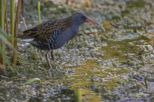 Category Historic EN Prints: Water rail (Rallus aquaticus), at the edge of a reed