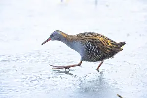 Water rail (Rallus aquaticus) Germany