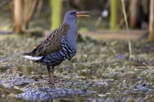 Category Historic EN Prints: Water rail (Rallus aquaticus), mating call