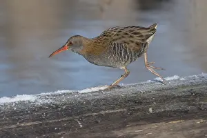 Water Rail (Rallus aquaticus) runs along a branch at the edge of the water in the moor