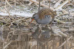 Water rail (Rallus aquaticus) walks along a branch at the edge of the water in the moor
