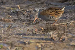 Water rail (Rallus aquaticus) walks along a branch at the edge of the water in the moor