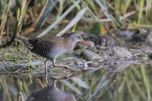 Water Rail (Rallus aquaticus) Water Rail