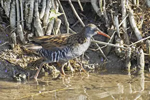 Water rail standing at the water's edge looking on the right