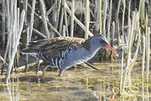 Water rail with water droplets beak in water looking right in front of reeds