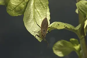 Water Scorpion (Nepa cinerea) adult