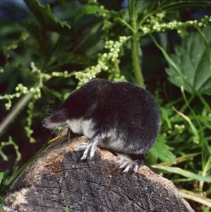 Water shrew (Neomys fodiens), Shrew