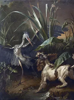 Water spaniel fighting a heron