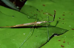 Water stick insect, Lower Saxony