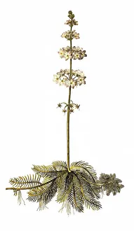 Water violet (Hottonia palustris) or water primrose