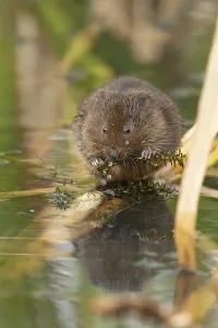 Water vole (Arvicola amphibius) adult animal eating pond weed on a lake in the summer