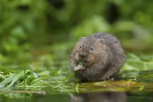 Water vole (Arvicola amphibius) adult rodent animal feeding on reed plant leaves on a pond
