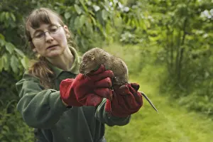Water Vole (Arvicola terrestris)