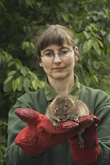 Water Vole (Arvicola terrestris)