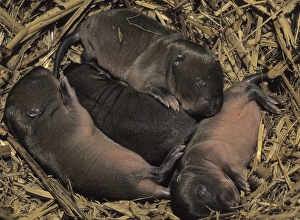 Water Vole (Arvicola terrestris) litter of captive breed young in nest
