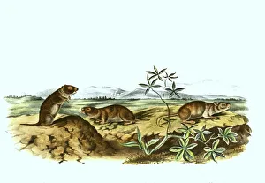 Water voles, Arvicola, are a genus of voles