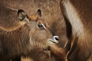 Waterbuck (Kobus defassa), portrait