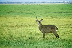 Waterbuck (Kobus elipsiprymus) in Amboseli National Park
