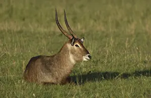 Waterbuck (Kobus ellipsiprymnus)