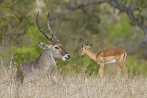Waterbuck, Kobus ellipsiprymnus