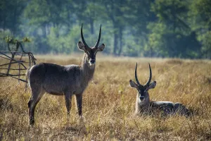 Waterbucks (Kobus ellipsiprymnus)