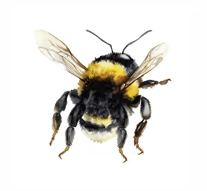 Watercolor illustration of a bumblebee