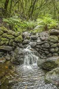 Watercourse, Barranco del Cedro stream in the laurel forest in Garajonay National Park