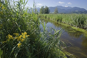 Category Mountain Landscapes Prints: Watercourse in Bernauer moss, Moorland