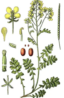 Watercress dogmustard (Erucastrum nasturtiifolium)