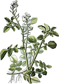 Watercress (Nasturtium officinale)