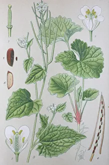 Watercress (Nasturtium officinale)