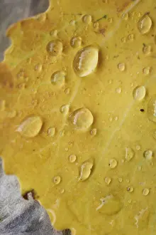 Waterdrops on a common aspen (Populus tremula) leaf in late summer
